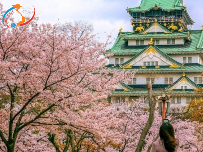 TOUR OSAKA - KYOTO - YAMANASHI - TOKYO - LỄ HỘI HOA CHI ANH